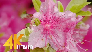 4K UHD Watering Backyard Flowers - Short Preview Video