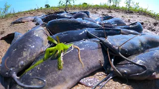 amazing fishing! catch a lots of fish in mud dry water at field by best hand a fisherman