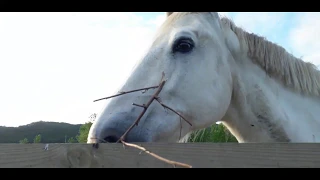 Quinta de animais  na Nazaré