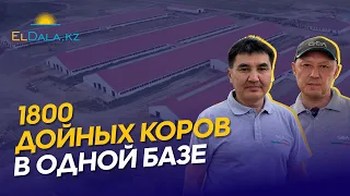 Как строят самую крупную молочную ферму в Казахстане? Возвышенка-СК