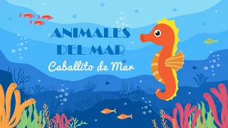 Caballito de Mar | Animales del Mar