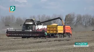 Уборочная кампания-2023: в Белгородской области намолотили почти 3 млн тонн зерна
