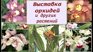 Орхидеи выставка в Ботаническом саду МГУ / Старинная оранжерея Аптекарский огород