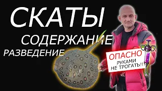 СКАТЫ Potamotrygon ОПЫТ БОЛЕЕ 10 ЛЕТ Разведение и Содержание