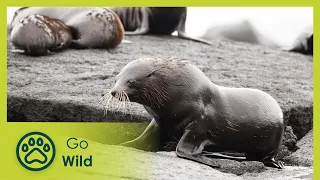 Trapped in Paradise | Wild Galapagos 2/2 | Go Wild