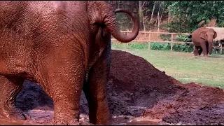 Elephant Walk To Join Her Friend For Mud Party - ElephantNews