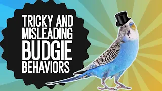 Tricky and Misleading budgie behaviors keeping new owners WORRIED!