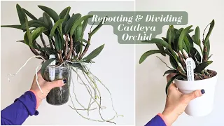 Repotting Overgrown Cattleya Orchid