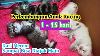 Perkembangan Anak Kucing dari Umur 1 - 15 hari