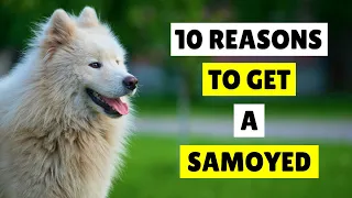 10 REASONS To Get A Samoyed Dog 🤍