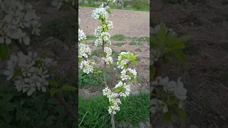 Груша Конференція цвітіння 15.05.21 р.