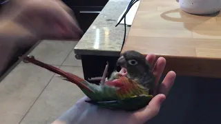 Sushi the green cheek conure is actually a cat