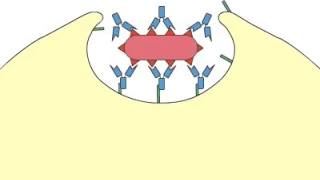 Phagocytosis: Opsonization