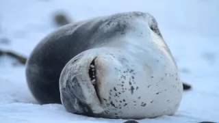 Leopard Seal clonking