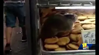 Video captures rat crawling on baked goods in Lexington Market