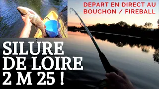 SILURE DE LOIRE AU VIF : 2 M 25