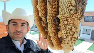 abejas asesinas | killer bees | honey bees | not the bees | queen bee abeja reina bees swarm attack