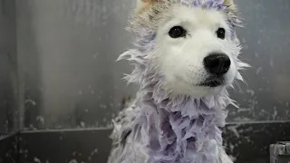 Husky goes from brown to white