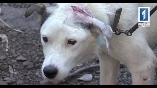 В Кривом Роге неизвестные выстрелили в голову бездомному псу