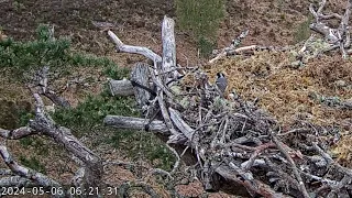 Loch Arkaig Osprey Nest One is visited by a Coal Tit (Periparus ater) 6 May 2024 (slo-mo zoom)