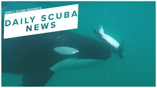 Daily Scuba News - Footage Of Young Orcas Hunting Sea Turtles Has Been Found