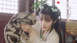 Chinese Love story 😘💕Be my cat 😺 Intention