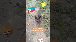 MY TIK TOK CAT POPULAR VIDEO! (2M views) - THIS CAT IS FILIPINO! #shorts