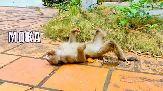 What Ah Pity On Adult Monkey MOKA ? Please Get Up MOKA , Don’t Sleep Like That