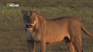 Животные мира Самые опасные Суровая Африка Пятнистая гиена Драма в рядах Воюющие кланы