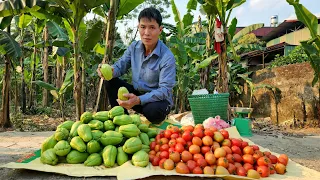 Harvesting Chayote & Tomatoe Brought to the market to sell | Solo Survival