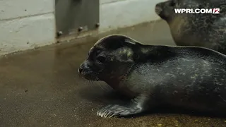 Video Now: Seal Pup Born at Mystic Aquarium