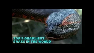 The Most Venomous Snakes in the World | Modern Dinosaurs 2018