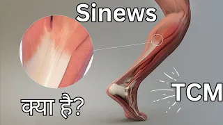 4. Sinews क्या है ? Traditional Chinese Medicine.