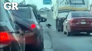 Abandonan a perro en plena avenida de Guadalupe | Monterrey