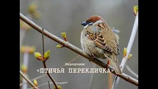 Видеосборник «Птичья перекличка»