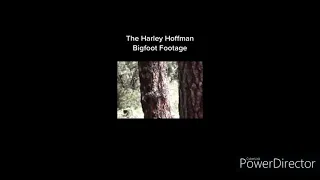 The Harley Hoffman Bigfoot Video