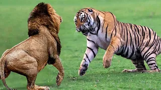 Этот Огромный Тигр Встретил Льва! Вот Что Было Дальше....