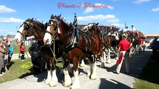 World famous Budweiser Clydesdale -Spectacular show in Florida