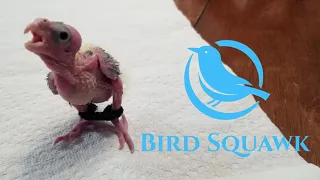 Spraddle Leg / Splay Leg in baby birds. LETS FIX IT!!
