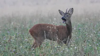 Aboiements de chevreuil  4K