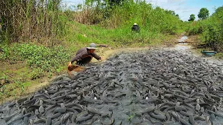 Amazing Top10 Videos Catching & Catfish - Best Fishing Using Hands After Raining