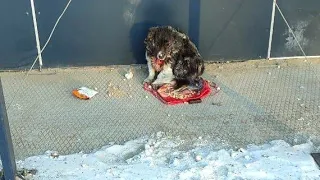 🔴Брошенный пёс замерзал на ледяном бетоне| С травмами Он не мог уйти|Собаку забрали себе| Dog Rescue
