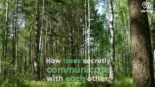 How trees secretly communicate with each other