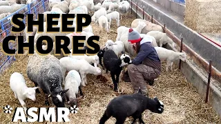 COME DO SHEEP CHORES WITH ME.  Vlog 231