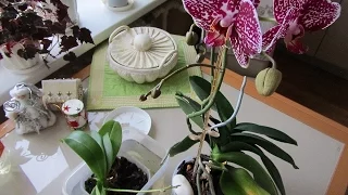 Как я поливаю орхидеи? Очень просто!)