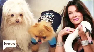 All Of Lisa Vanderpump's Pet Animals | RHOBH | Bravo