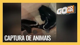 CAPTURA DE ANIMAIS: AMMA TAMBÉM RESGATA ANIMAIS SILVESTRES