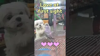 🐶❤️🦜 #dog #cute #love #funny #viral