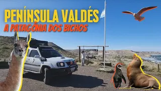 VALDÉS PENINSULA: THE PATAGONIA OF ANIMALS IN ARGENTINA | WHAT PLACE | EP 26