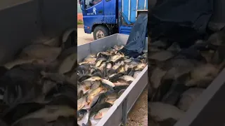 Farming Fish videos, Village FisherMan, Best unbelievable fishing Ornamental fish farming simulator